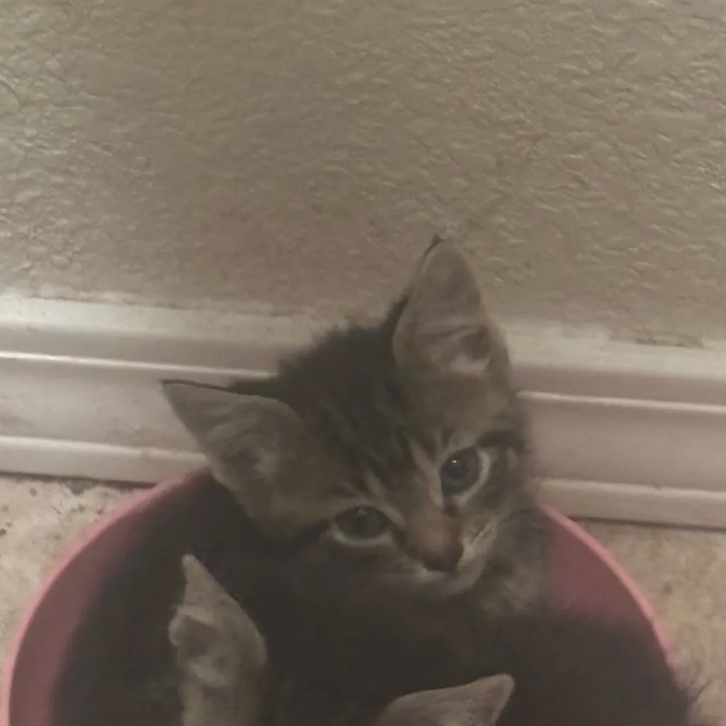 chat with ai character: My kittens