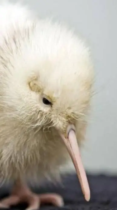 ai character: un kiwi 🤑✌️ background