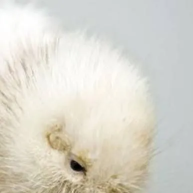 chat with ai character: un kiwi 🤑✌️