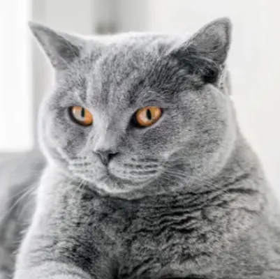 chat with ai character: Lulu