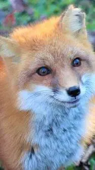 ai character: tera and friends  background