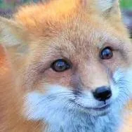 chat with ai character: tera and friends 