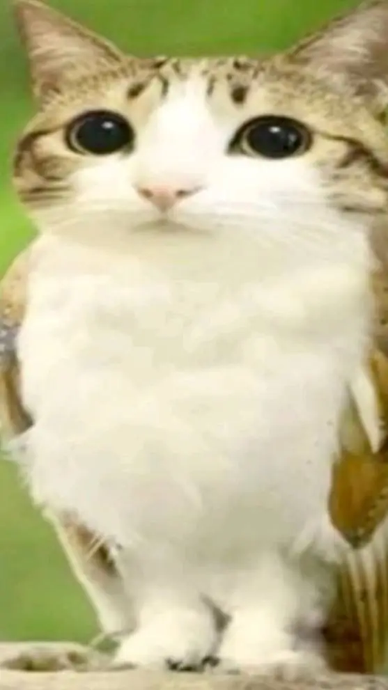 ai character: meowl background