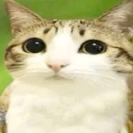 chat with ai character: meowl