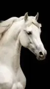 ai character: horse background