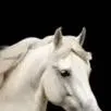 chat with ai character: horse