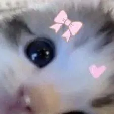 chat with ai character: gato
