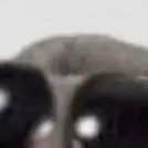 chat with ai character: Sad Hamster