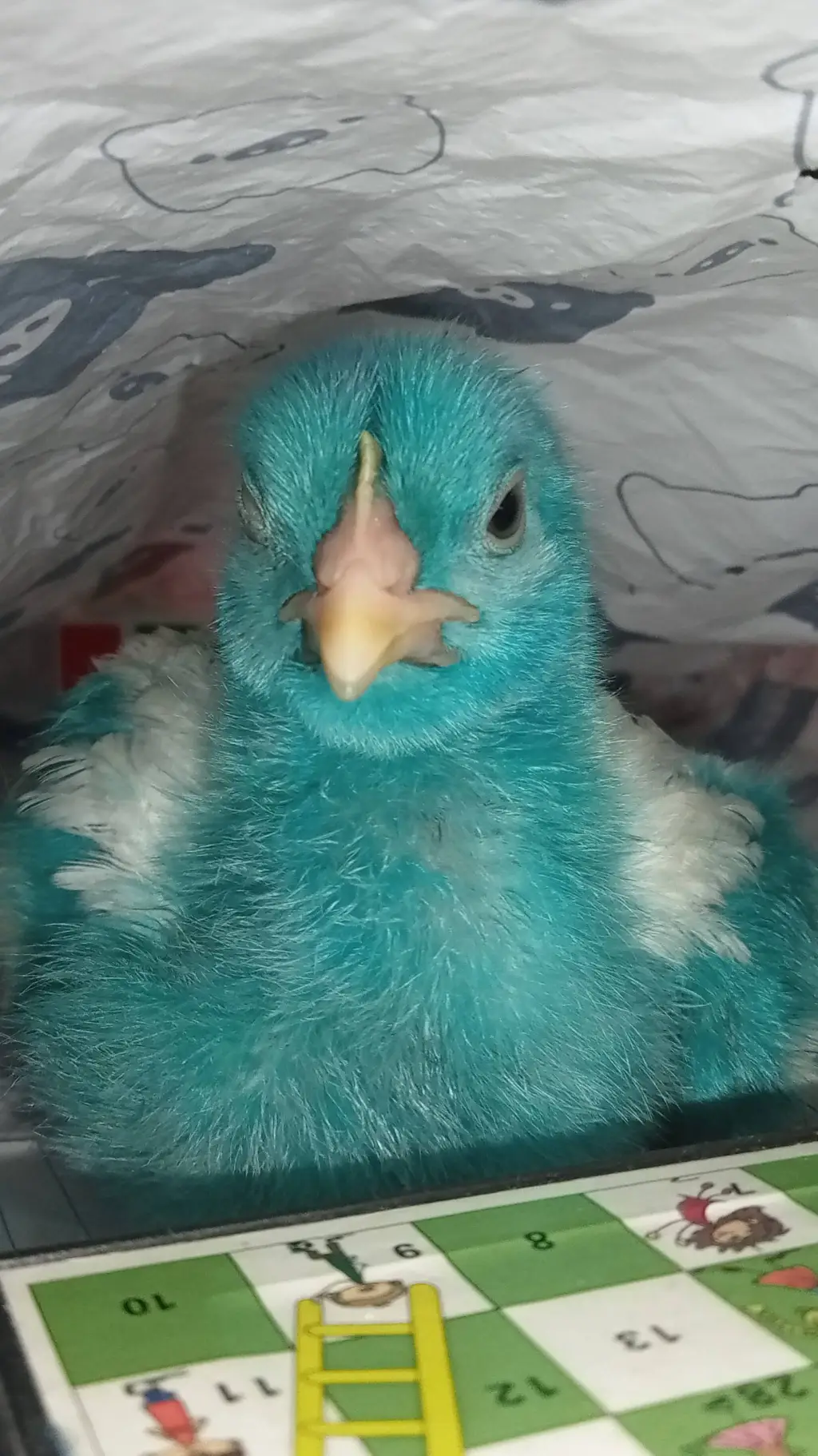 ai character: Chick background