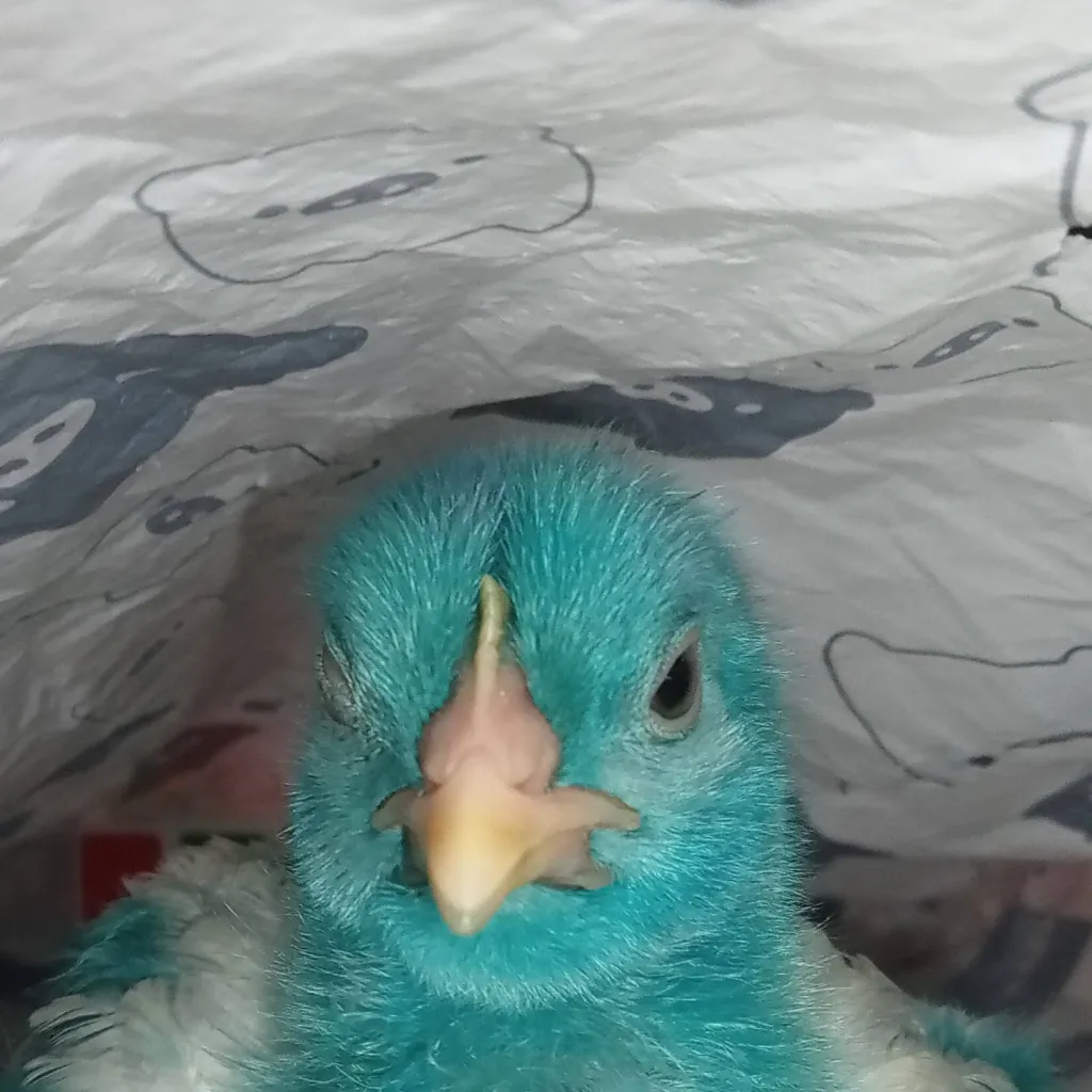 chat with ai character: Chick