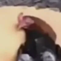 chat with ai character: Sleeping Chicken