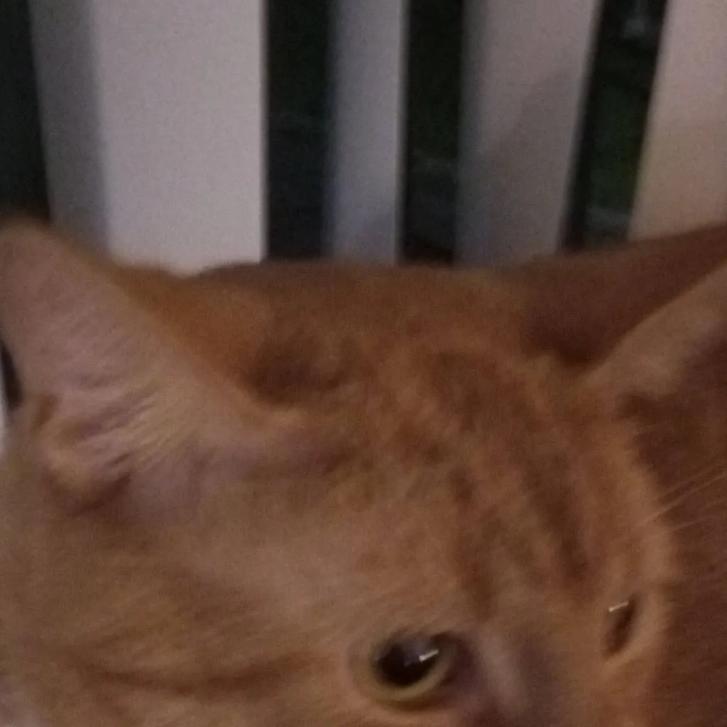 chat with ai character: pickles it's mean 