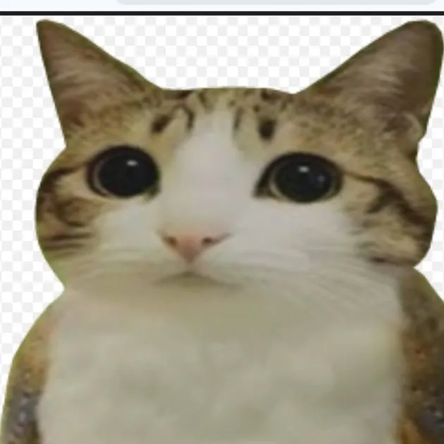 chat with ai character: meowl