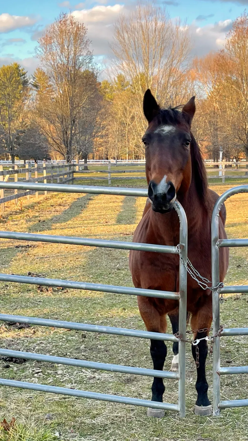 ai character: Peanut background