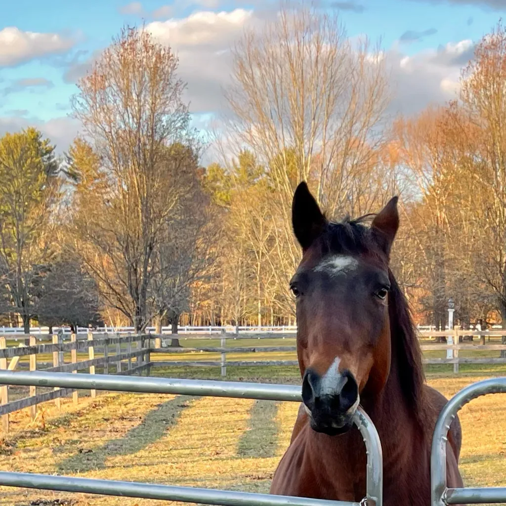 chat with ai character: Peanut