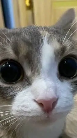 ai character: cat and hamster  background