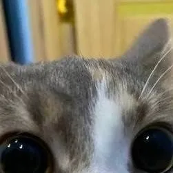 chat with ai character: cat and hamster 