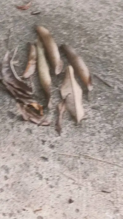 ai character: July is missing?!  background