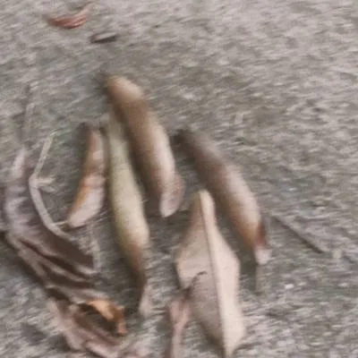 chat with ai character: July is missing?! 