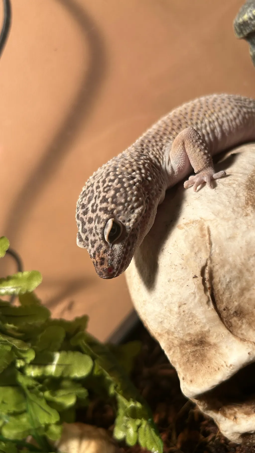 ai character: Wish Lizard￼ background