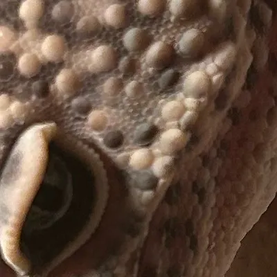 chat with ai character: Wish Lizard￼