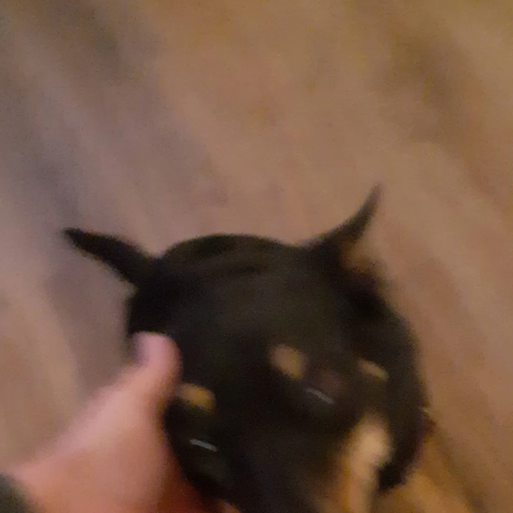 chat with ai character: WOF PRIDE MONTH 