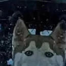 chat with ai character: Smiling husky.....