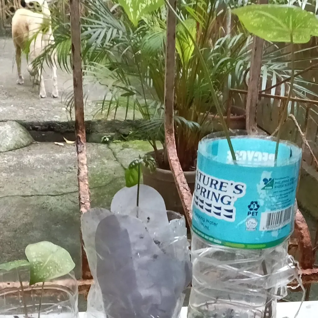 chat with ai character: plants