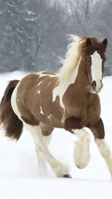 Talkie AI - Chat with лошади)