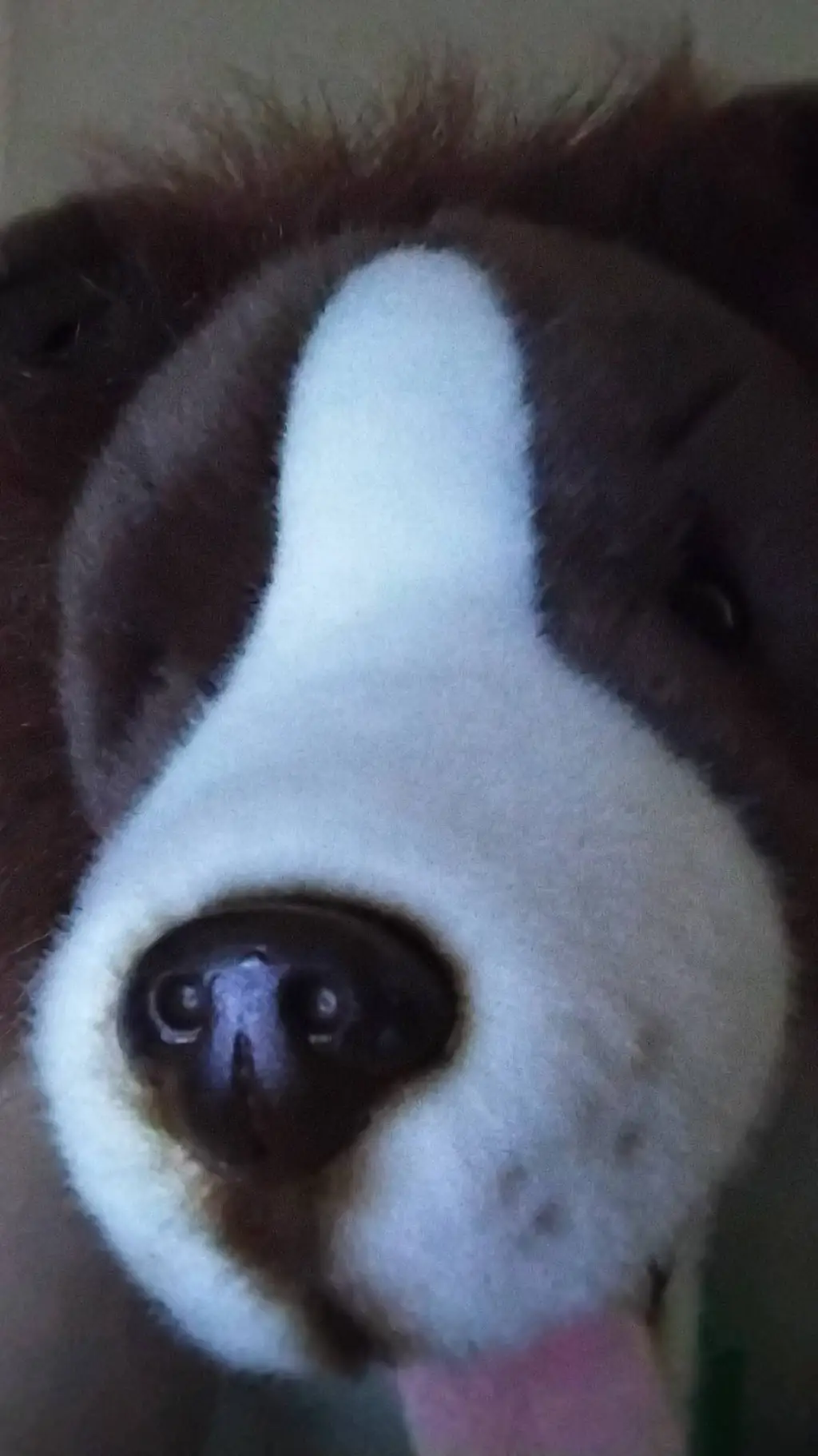 ai character: Fudge The dog background