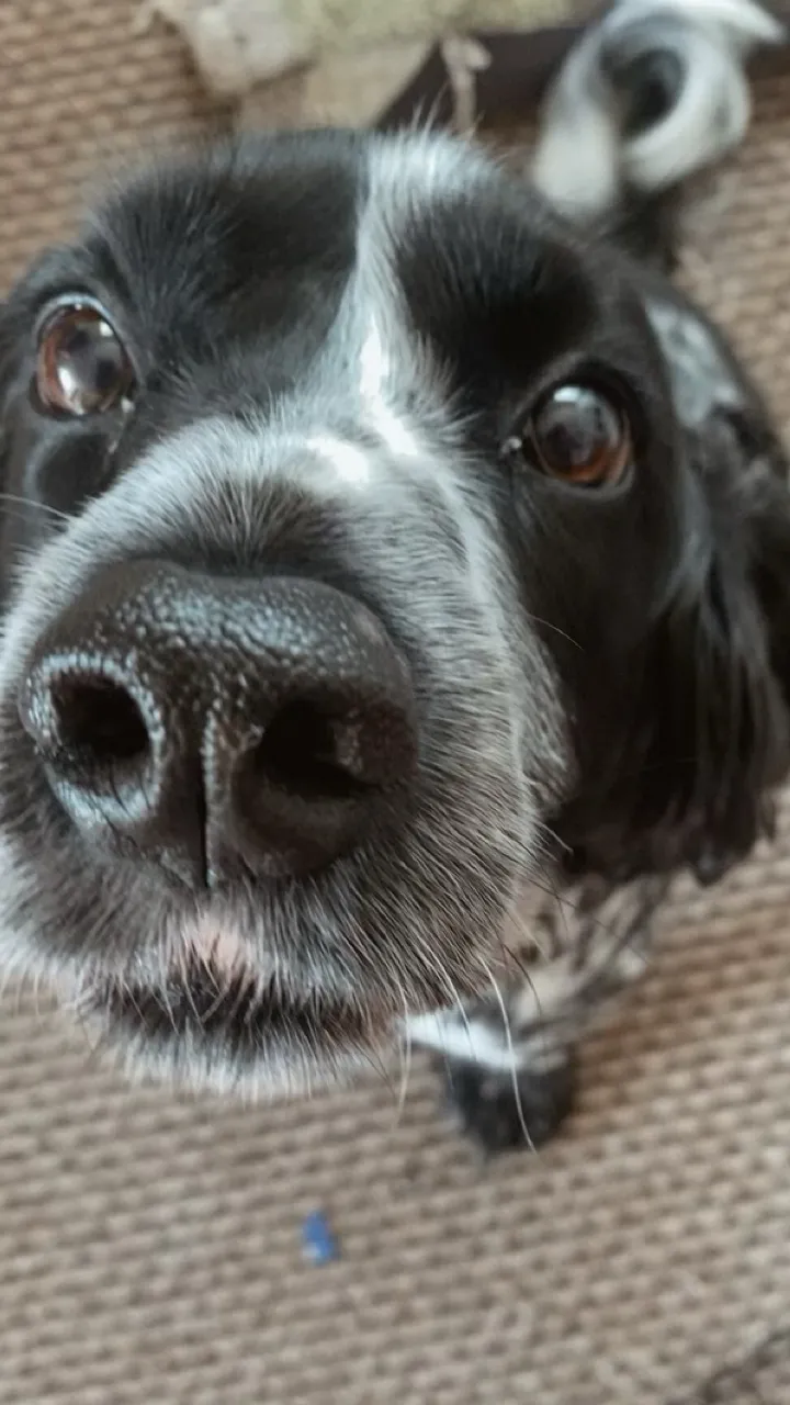 ai character: Oreo  background