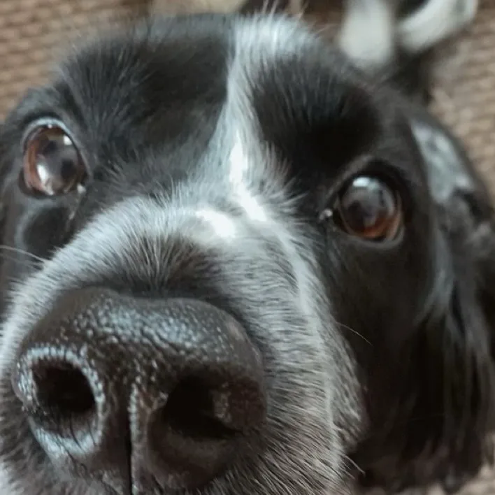 chat with ai character: Oreo 