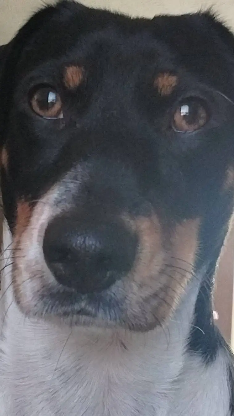 ai character: Hunter green. background