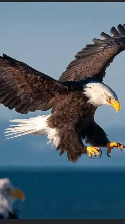 ai character: The bald eagle  background