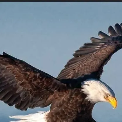 chat with ai character: The bald eagle 
