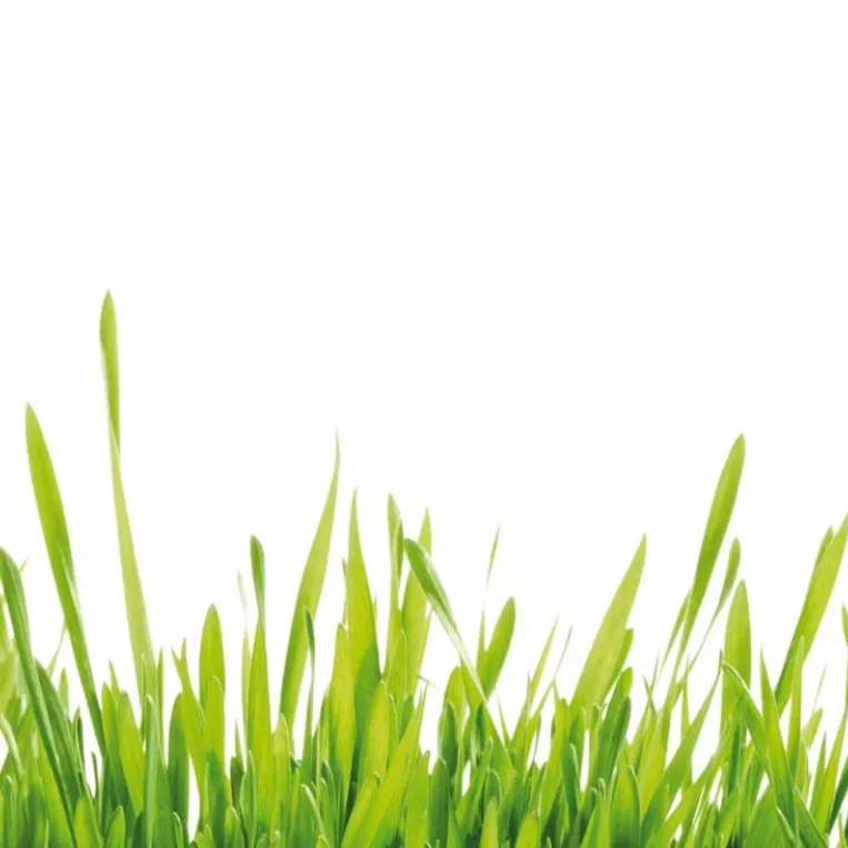 chat with ai character: Grass