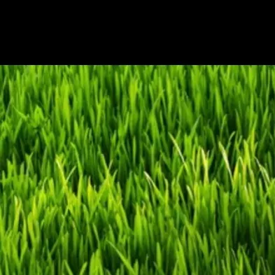 chat with ai character: GRASS