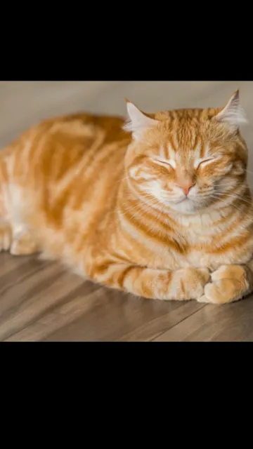 ai character: TF141-but cats background