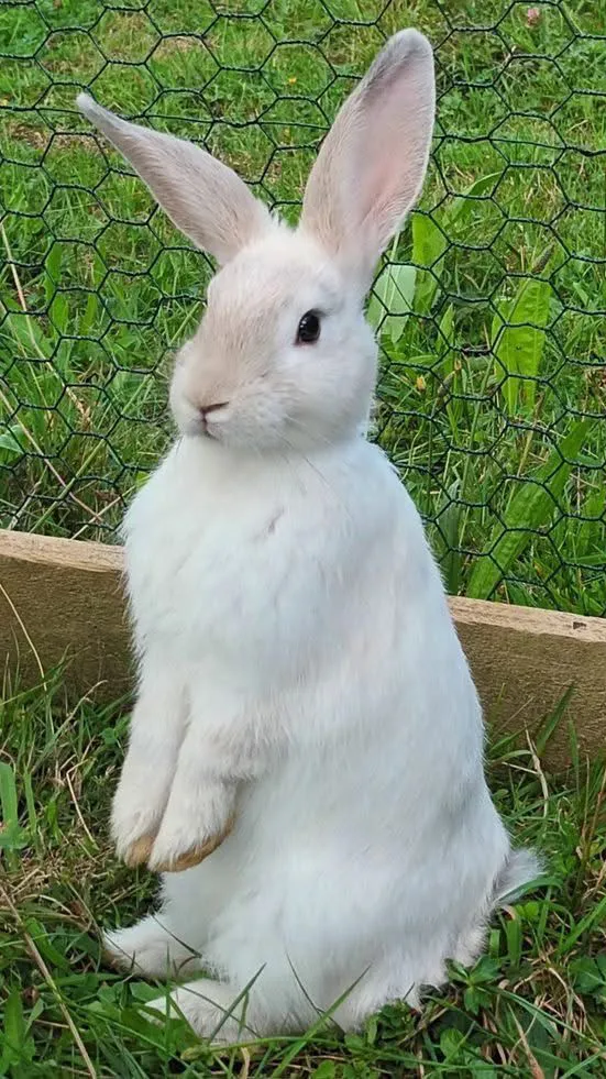 Talkie AI - Chat with Белый кролик