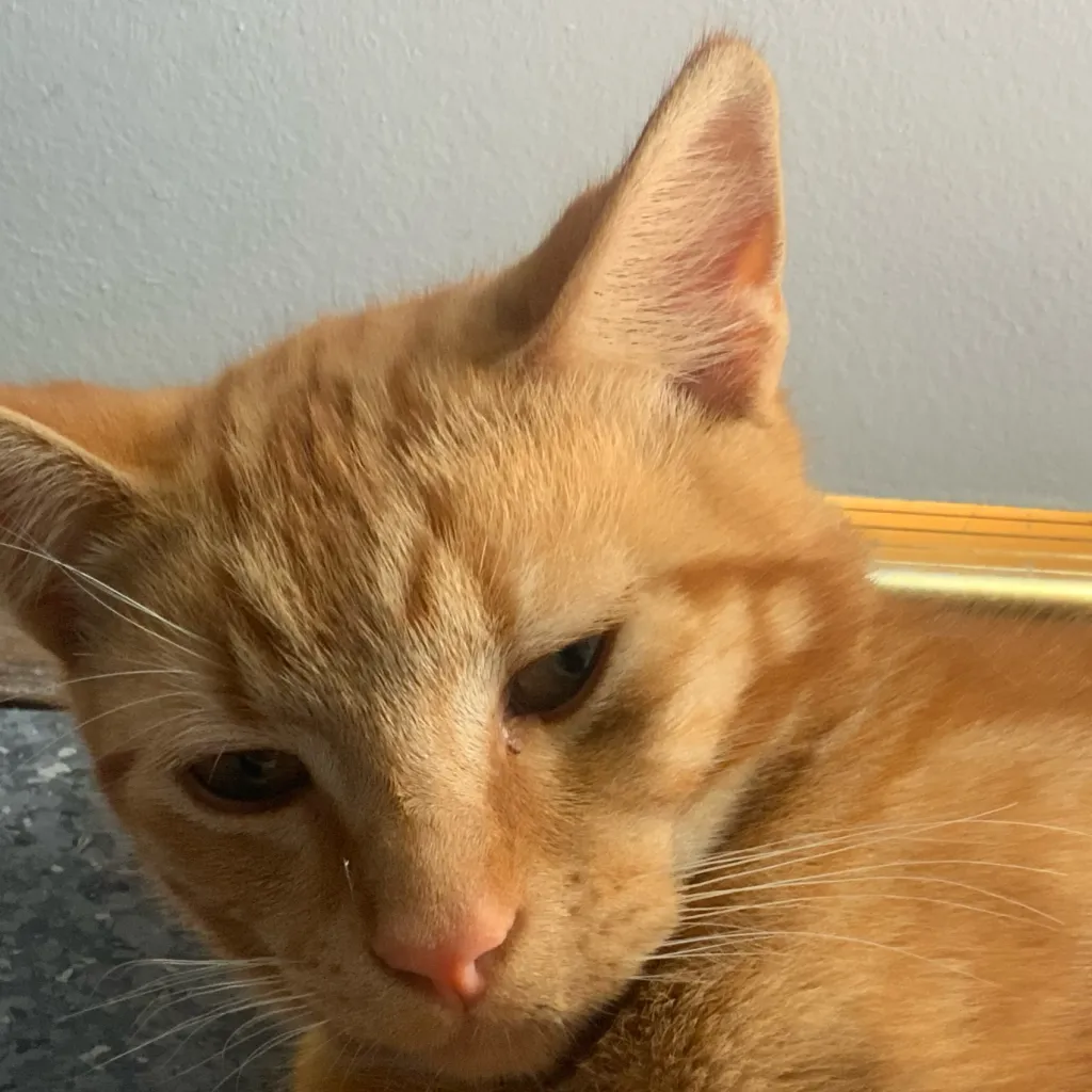 chat with ai character: Baby kitten two