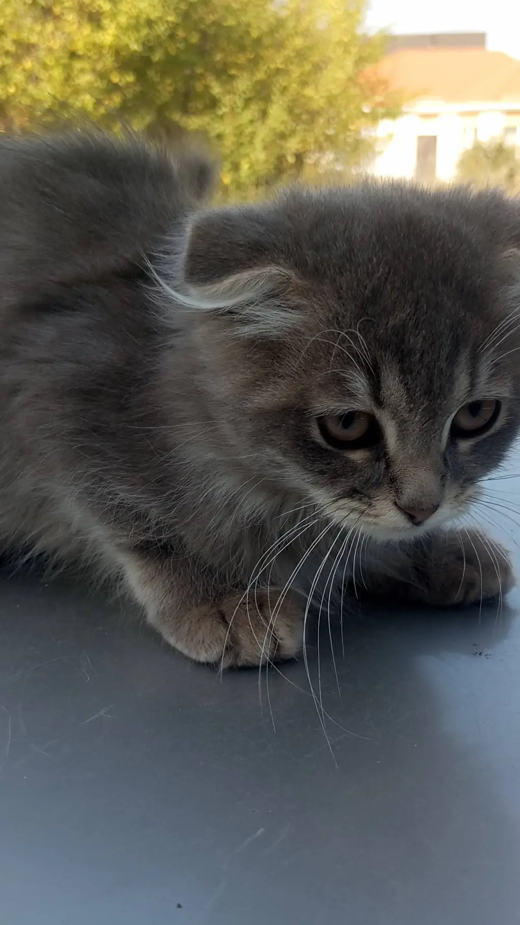 ai character: вася background