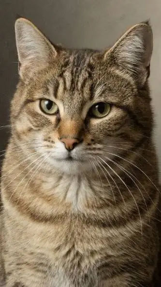 ai character: Мурка background