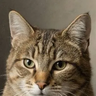 chat with ai character: Мурка