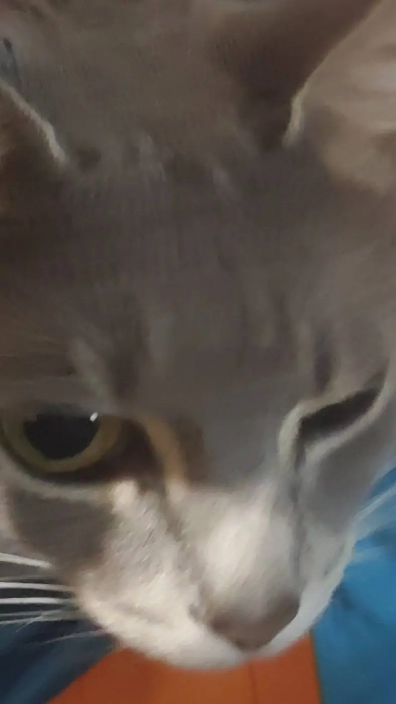 ai character: Kitty background