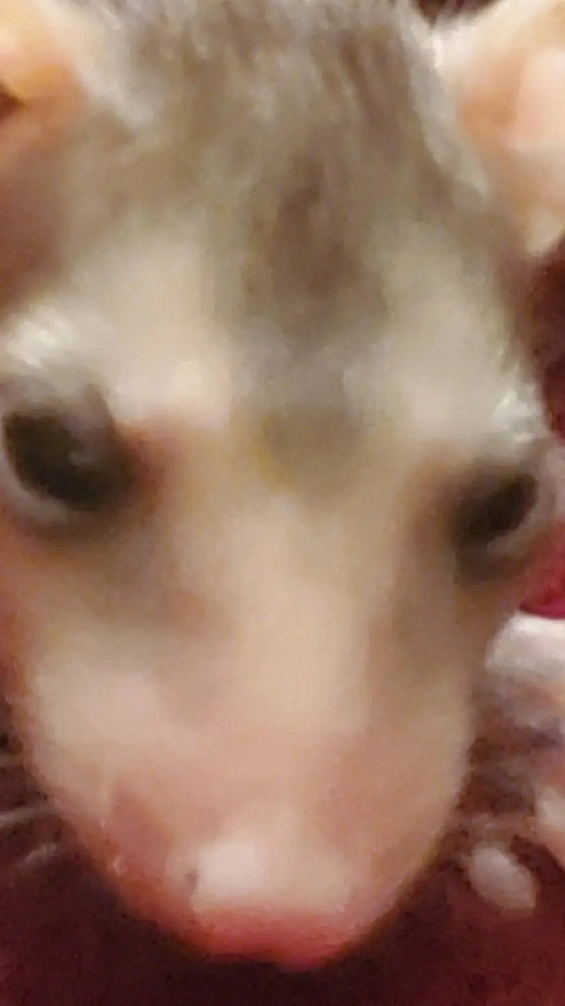 ai character: opossum background