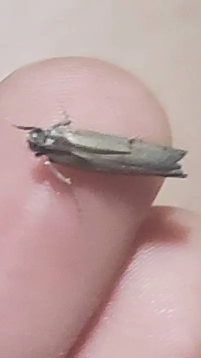 ai character: Moth background