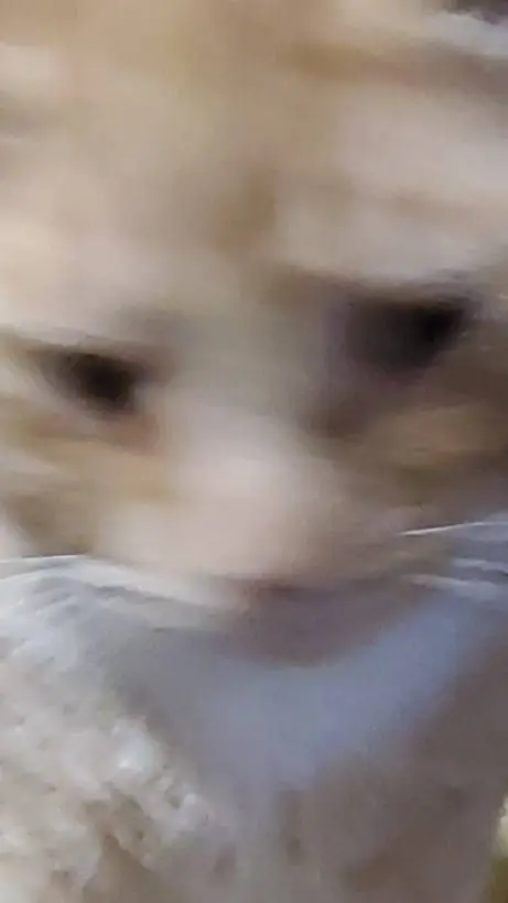 ai character: lag cat background