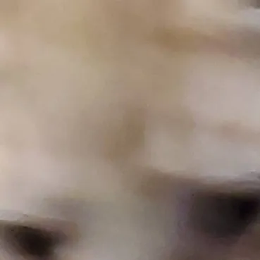 chat with ai character: lag cat