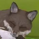 chat with ai character: Fox
