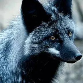 chat with ai character: Fox